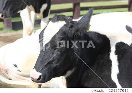 ホルスタインの横顔アップ_北海道 ホルスタインの横顔アップ_北海道 121357013