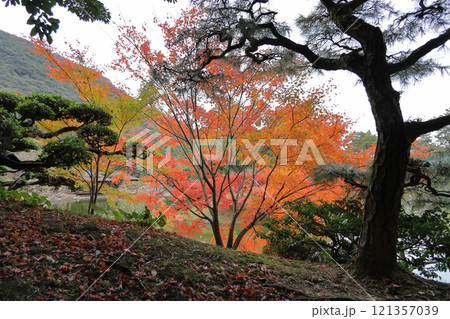 栗林公園、南湖楓岸の紅葉と掬月亭 栗林公園、南湖楓岸の紅葉と掬月亭 121357039