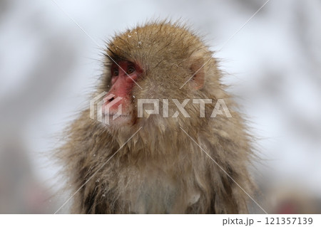 雪降る地獄谷野猿公苑で温泉に入る日本猿 雪降る地獄谷野猿公苑で温泉に入る日本猿 121357139