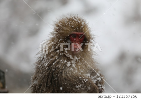 雪降る地獄谷野猿公苑で温泉に入る日本猿 121357256