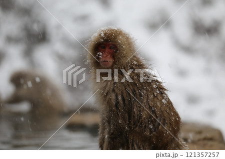 雪降る地獄谷野猿公苑で温泉に入る日本猿 雪降る地獄谷野猿公苑で温泉に入る日本猿 121357257