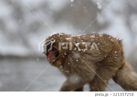 雪降る地獄谷野猿公苑で温泉に入る日本猿 121357258