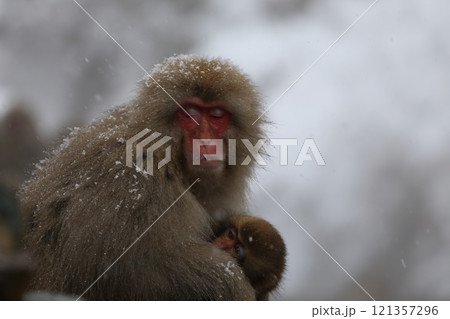 雪降る地獄谷野猿公苑で温泉に入る日本猿 121357296