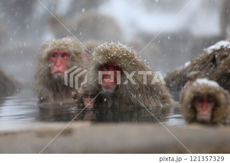 雪降る地獄谷野猿公苑で温泉に入る日本猿 雪降る地獄谷野猿公苑で温泉に入る日本猿 121357329