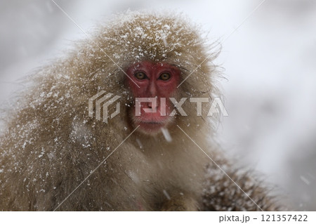雪降る地獄谷野猿公苑で温泉に入る日本猿 雪降る地獄谷野猿公苑で温泉に入る日本猿 121357422