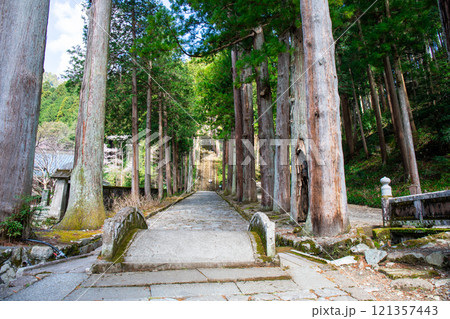 久遠寺　杉並木の参道 121357443