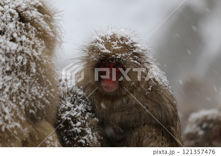 雪降る地獄谷野猿公苑で温泉に入る日本猿 雪降る地獄谷野猿公苑で温泉に入る日本猿 121357476