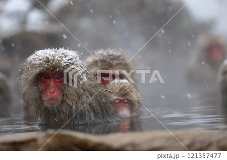 雪降る地獄谷野猿公苑で温泉に入る日本猿 雪降る地獄谷野猿公苑で温泉に入る日本猿 121357477