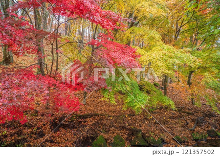 前日の雨にしっとりと濡れたカラフルなモミジの紅葉情景 121357502