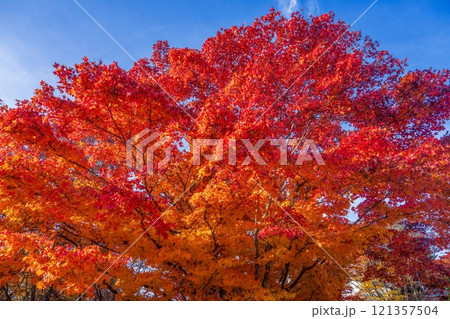 青空バックに見上げるカラフルなモミジの紅葉情景 青空バックに見上げるカラフルなモミジの紅葉情景 121357504