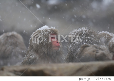 雪降る地獄谷野猿公苑で温泉に入る日本猿 雪降る地獄谷野猿公苑で温泉に入る日本猿 121357520