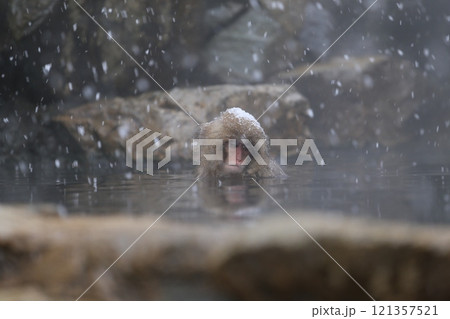 雪降る地獄谷野猿公苑で温泉に入る日本猿 雪降る地獄谷野猿公苑で温泉に入る日本猿 121357521