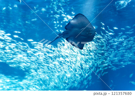 アクアワールド大洗のエイ 121357680