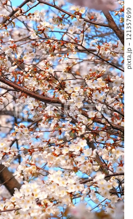 Blooming sakura cherry blossom background in spring, Seoul, South Korea 121357699