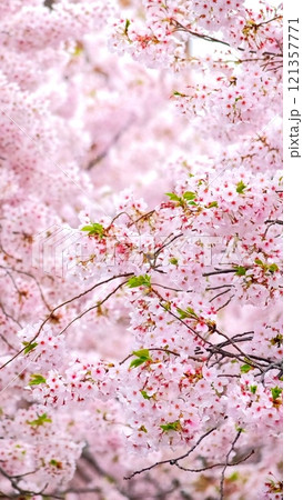Blooming sakura cherry blossom background in spring, South Korea Blooming sakura cherry blossom background in spring, South Korea 121357771