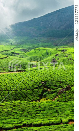 4k Timelapse of green tea plantations in Munnar, Kerala, India. Vertical video 4k Timelapse of green tea plantations in Munnar, Kerala, India. Vertical video 121357772