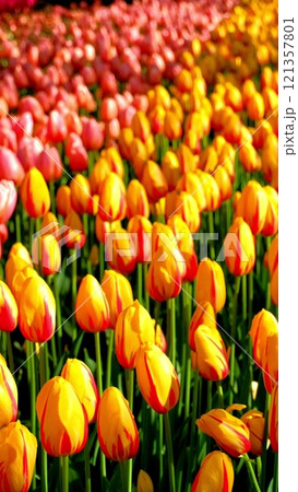 Blooming tulips flowerbed in Keukenhof flower garden, also known as the Garden of Europe. One of the world's largest flower gardens. Lisse, the Netherlands. 121357801