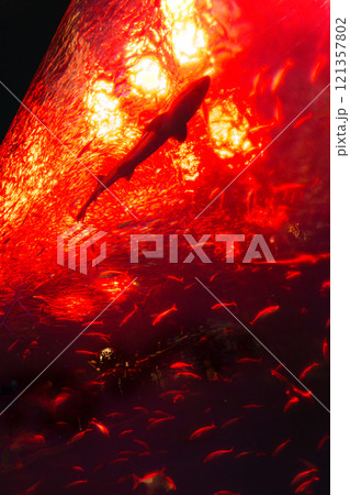 赤い水槽を泳ぐ魚 121357802