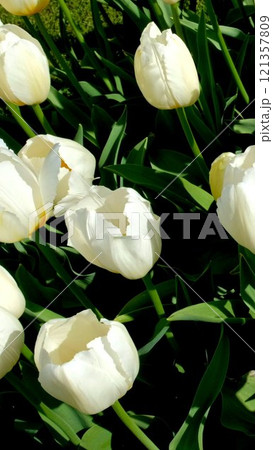 Blooming tulips flowerbed close up. Lisse, the Netherlands. 121357809