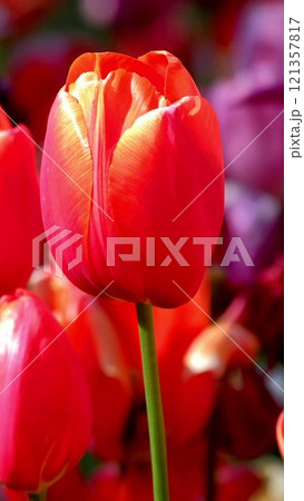 Blooming tulips flowerbed in Keukenhof flower garden, also known as the Garden of Europe. One of the world's largest flower gardens. Lisse, the Netherlands. 121357817