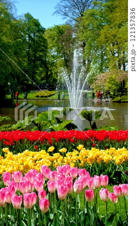 Keukenhof flower garden with blooming tulip flowerbeds. One of the world's largest flower gardens. Lisse, the Netherlands. Keukenhof flower garden with blooming tulip flowerbeds. One of the world's largest flower gardens. Lisse, the Netherlands. 121357836