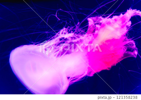 アクアワールド大洗のクラゲ 121358238