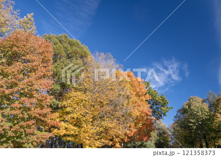 Autumn forest leaves landscape on autumnal background. Colorful foliage in the park 121358373