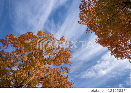 Autumn forest background. Vibrant colorful trees foliage in fall park. Nature change leaves in October season 121358374