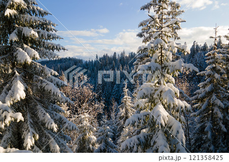 Aerial winter landscape with spruse trees of snow covered forest in cold mountains in the evening. Aerial winter landscape with spruse trees of snow covered forest in cold mountains in the evening. 121358425
