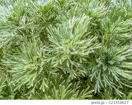 春の朝霧草～新緑の季節～ 121358627