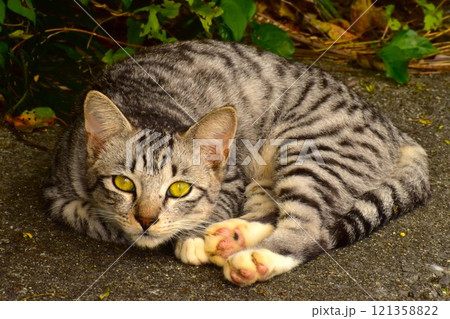 昼寝を起こされた子猫が目を見開いて警戒する 121358822