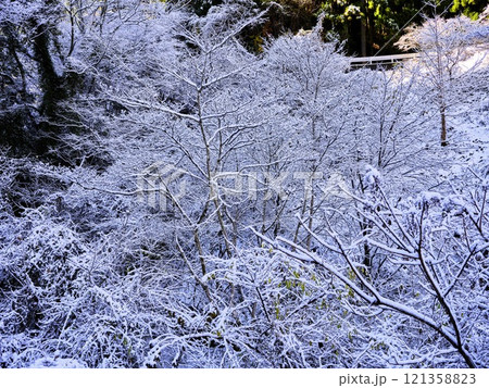 雪の降った祖谷 雪の降った祖谷 121358823