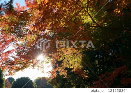カエデの紅葉 121358844