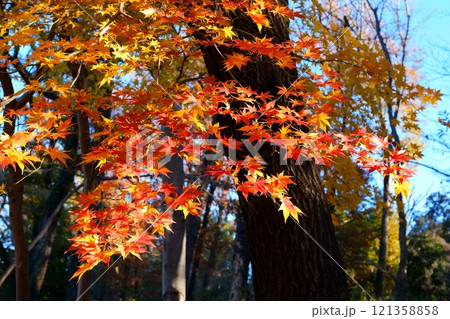 カエデの紅葉 カエデの紅葉 121358858