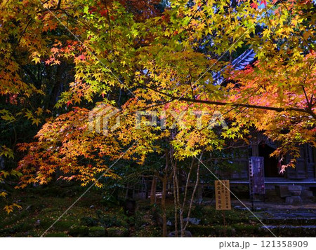 《高知県》竹林寺の紅葉 121358909