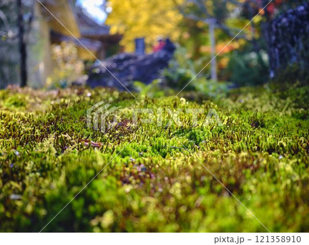 《高知県》竹林寺の紅葉 121358910