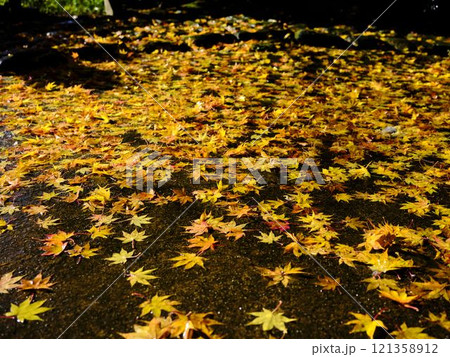 《高知県》竹林寺の紅葉 《高知県》竹林寺の紅葉 121358912