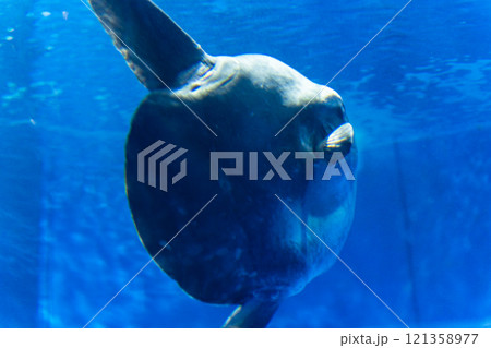 アクアワールド大洗のマンボウ 121358977