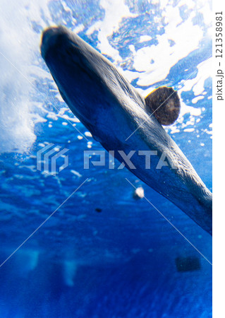 アクアワールド大洗のマンボウ 121358981