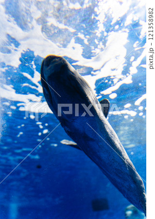 アクアワールド大洗のマンボウ 121358982