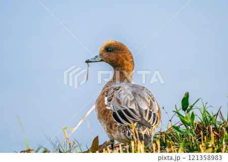 水辺のヒドリガモ 121358983