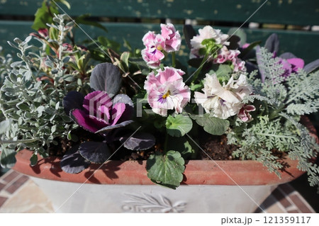 フリルビオラの寄せ植え フリルビオラの寄せ植え 121359117