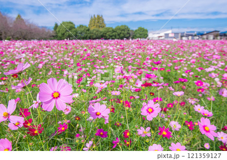 コスモスの名所・キリン花園 コスモスの名所・キリン花園 121359127