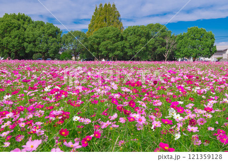 コスモスの名所・キリン花園 コスモスの名所・キリン花園 121359128