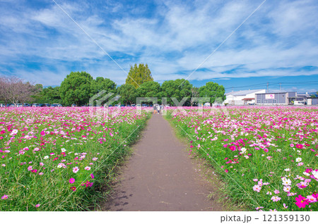 コスモスの名所・キリン花園 121359130