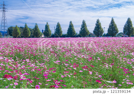 コスモスの名所・キリン花園 コスモスの名所・キリン花園 121359134