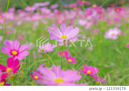 コスモスの名所・キリン花園 コスモスの名所・キリン花園 121359178