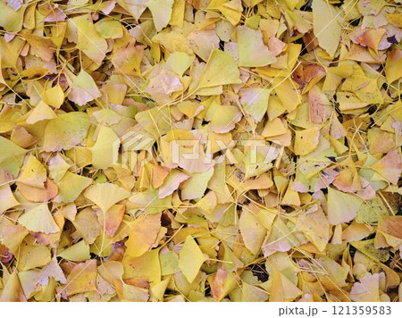 岡山後楽園の紅葉 121359583