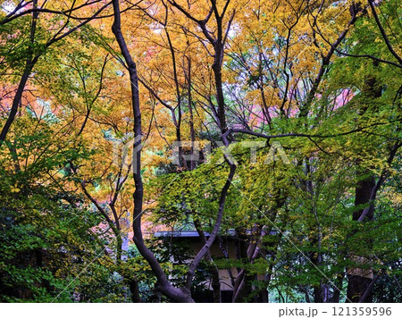 岡山後楽園の紅葉 121359596