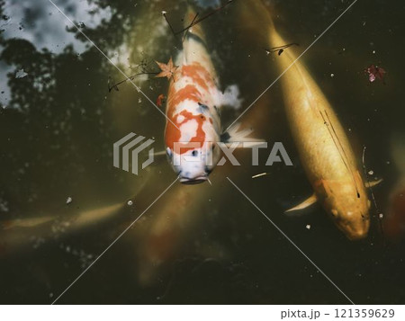 岡山後楽園の鯉 121359629